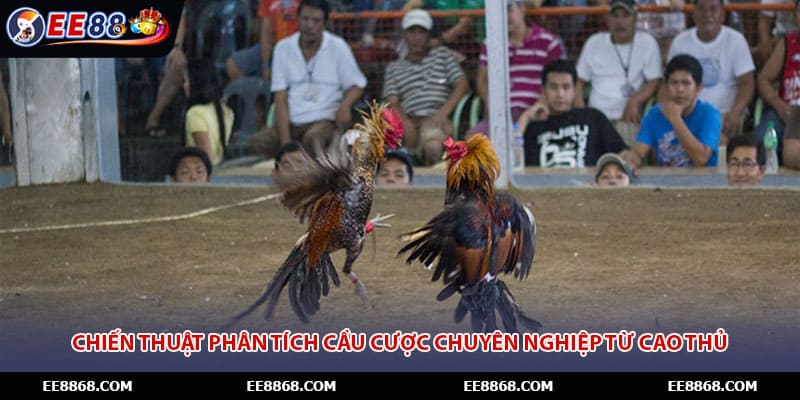 Chiến thuật phân tích cầu cược chuyên nghiệp từ cao thủ