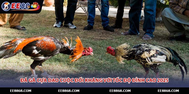 Đá Gà Cựa Dao Cuộc Đối Kháng Với Tốc Độ Đỉnh Cao 2025