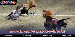 Kinh Nghiệm Cược Đá Gà Online - 3 Bí Quyết Dễ Thắng